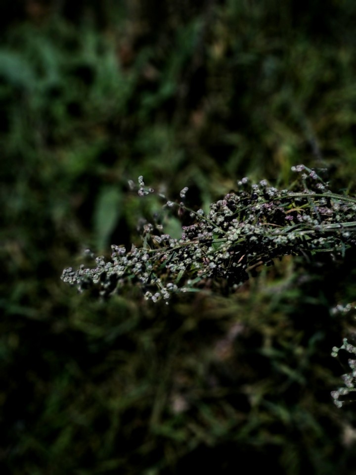 plant•