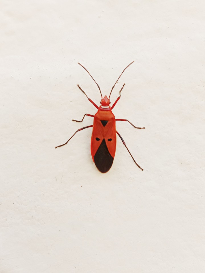 insect