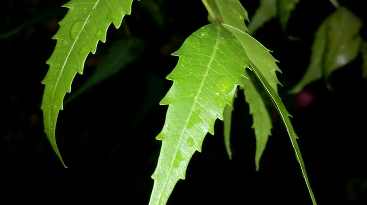 The neem leaves.