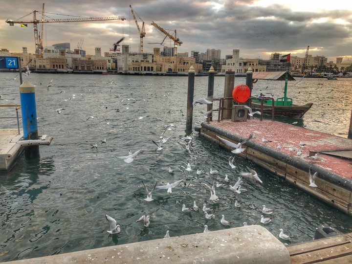 seagull