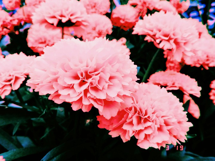 · c o l o r ·