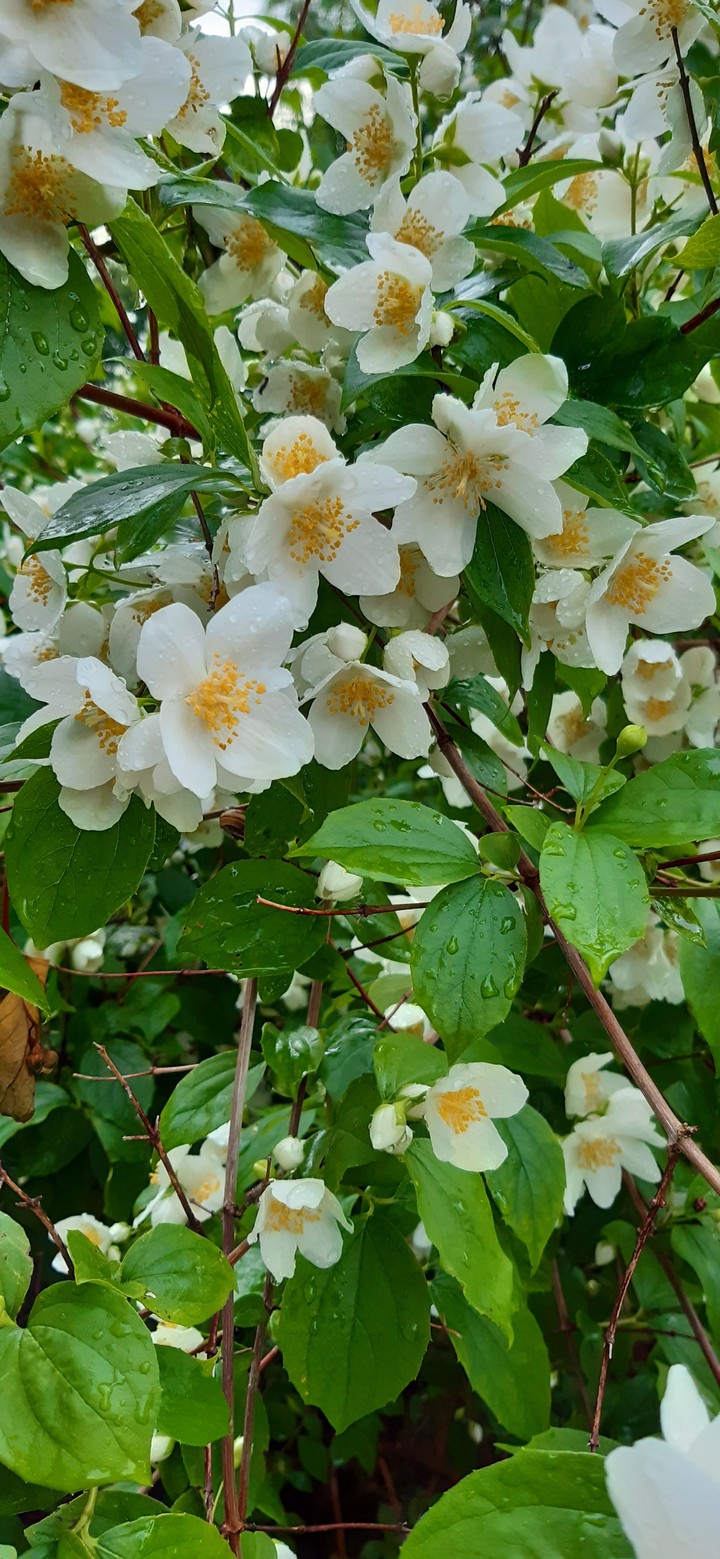 flower
