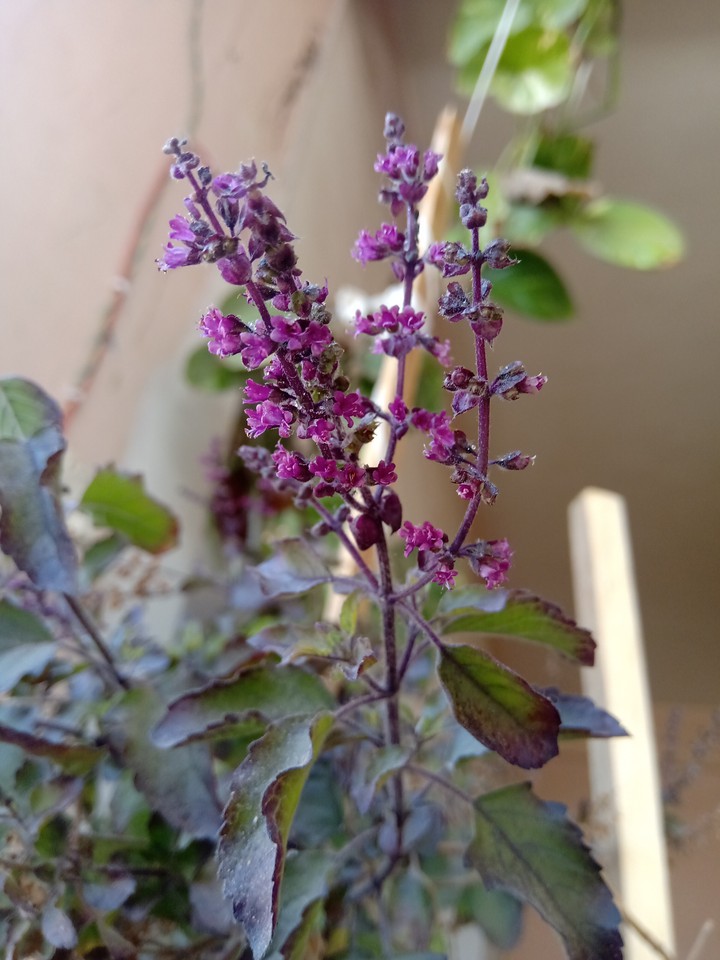 Tulsi