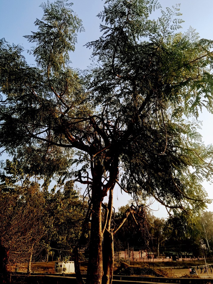 Tree camouflaged in darkness