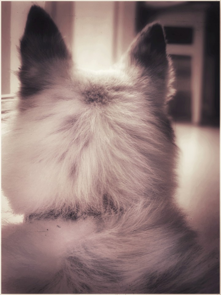 Dog
