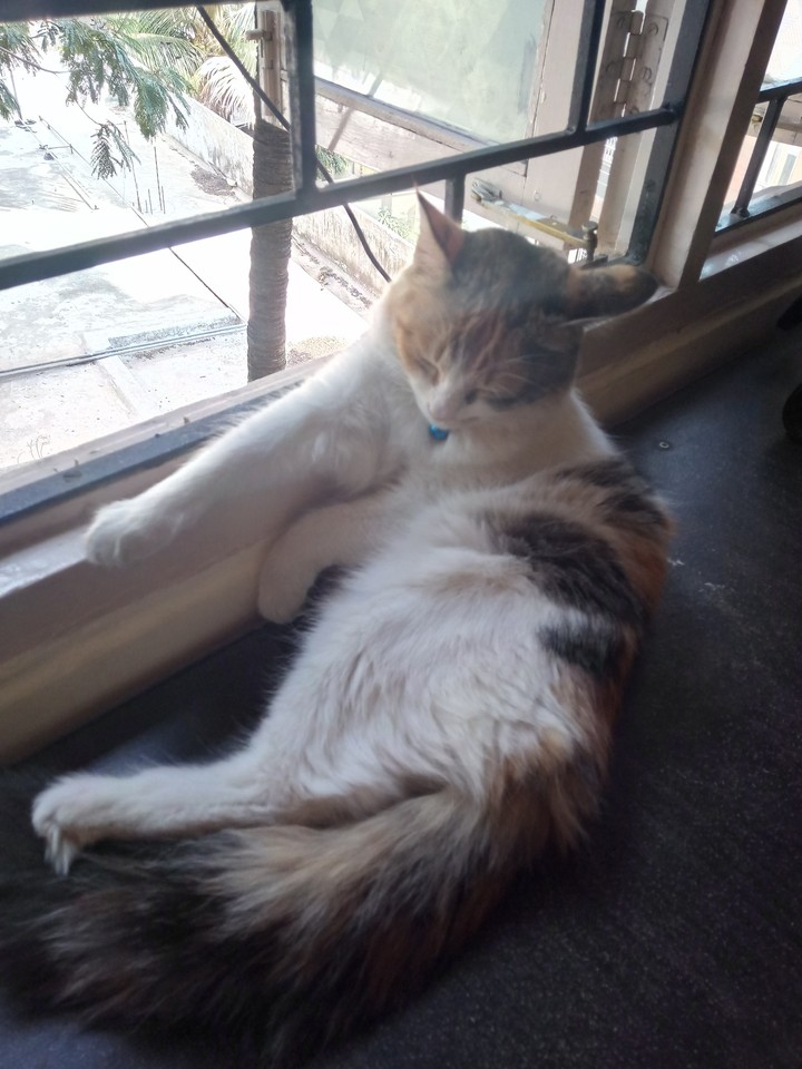 Cat
