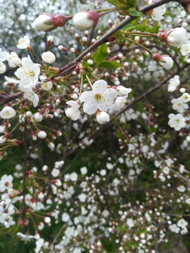 Flowering spring