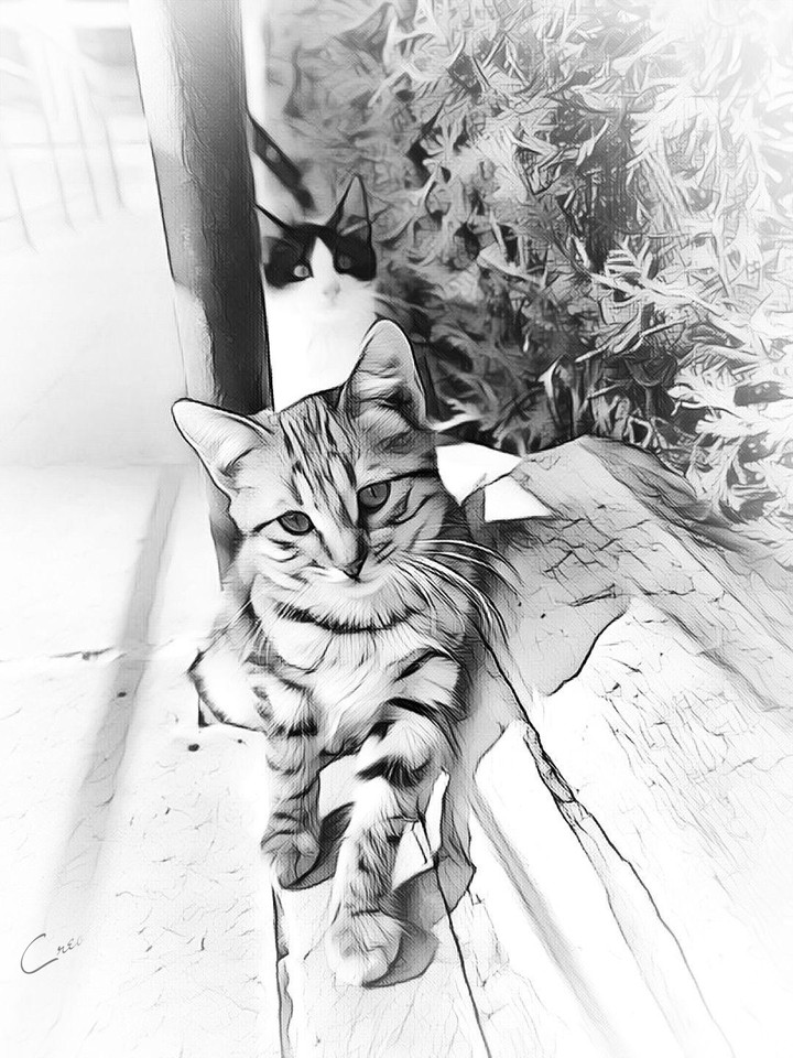 cat 2