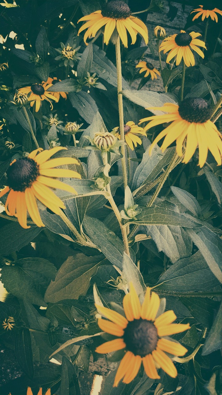 Bright happy flowers