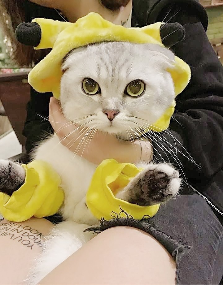 CAT_sama