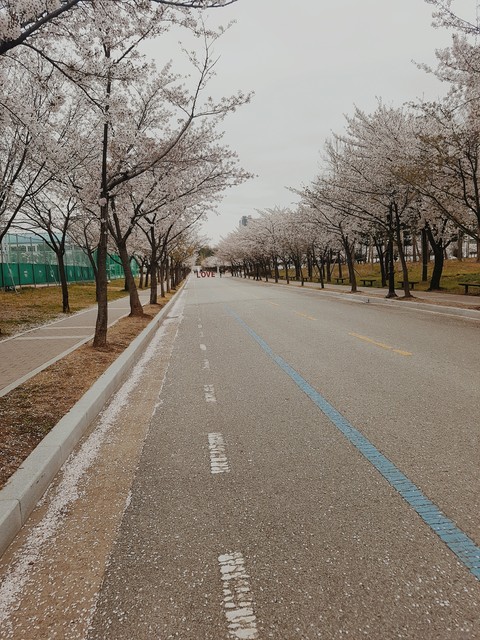 Cherry blossom road