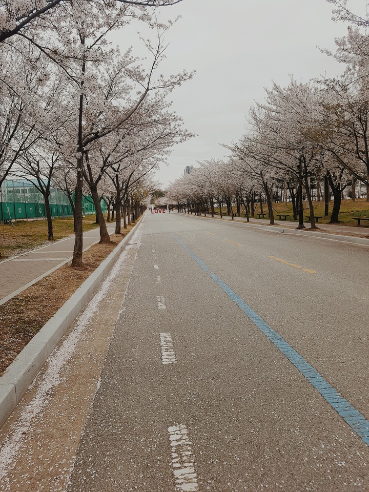 Cherry blossom road