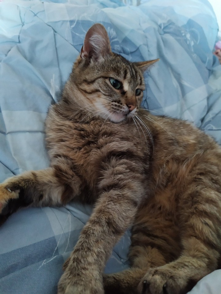 кошка