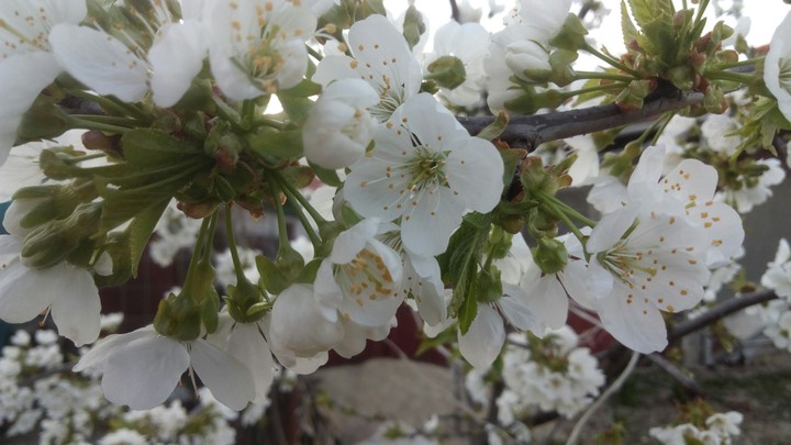 flower's