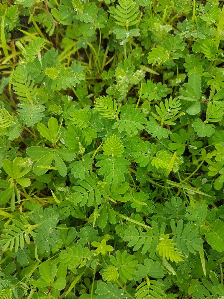 S7 click green wid