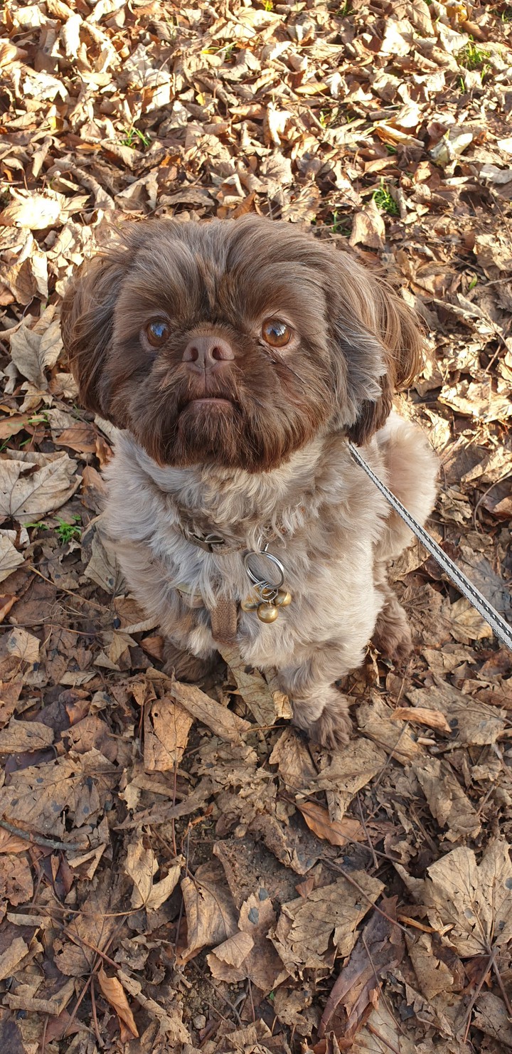 treats?? I'm a good boy!!