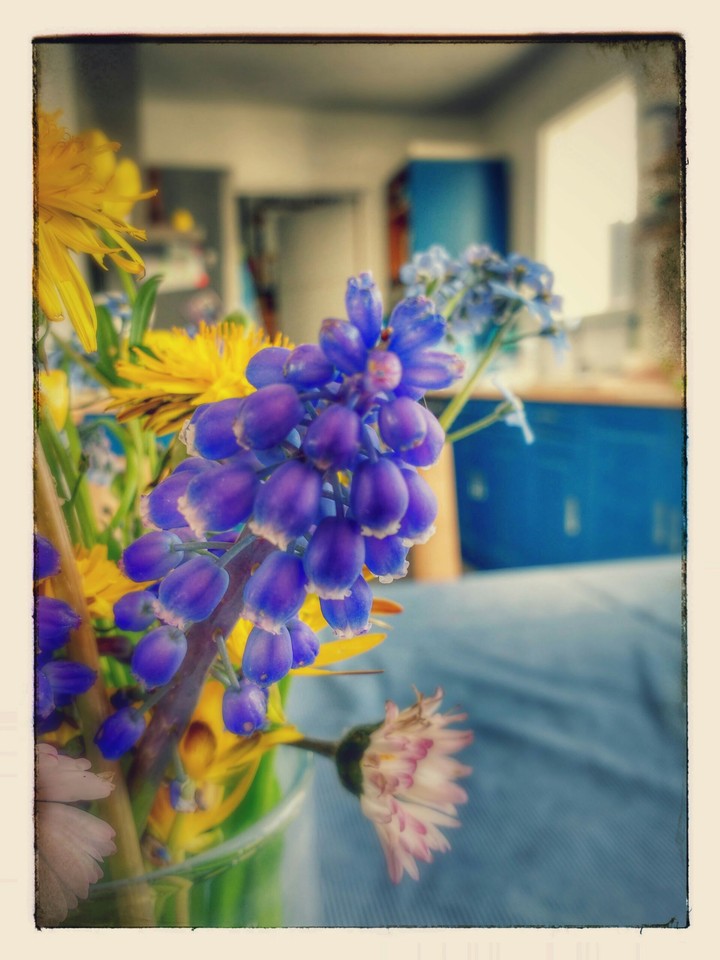 Grape Jasmin