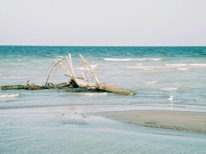 mare
