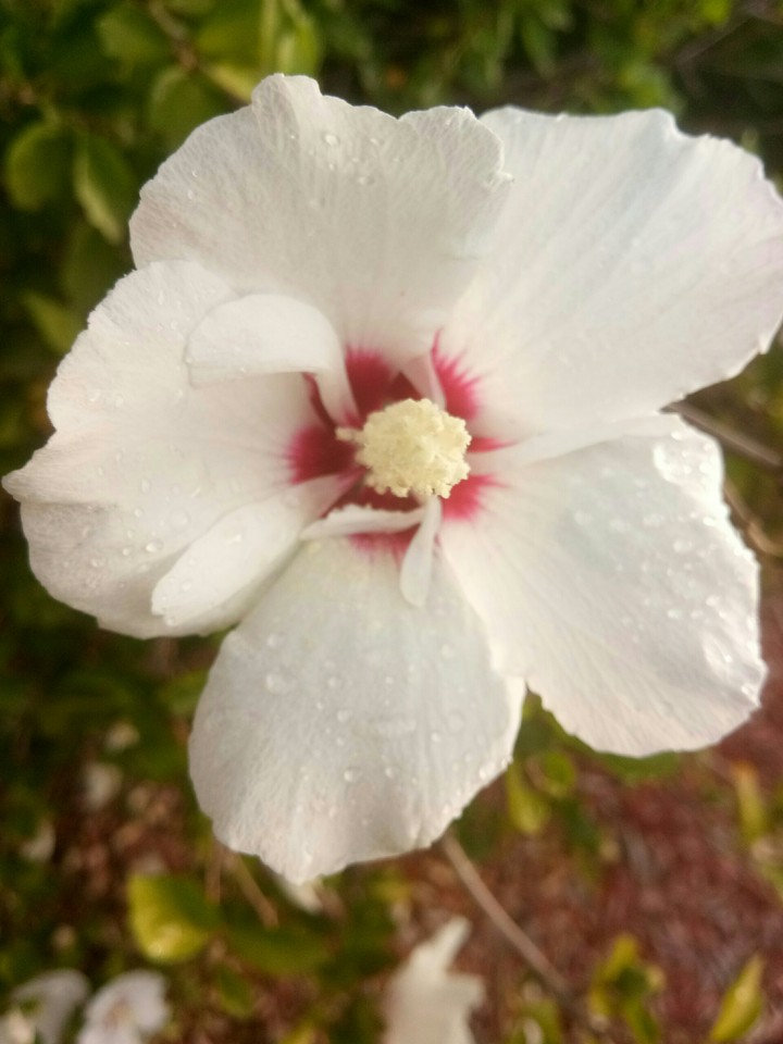 rose of Sharon