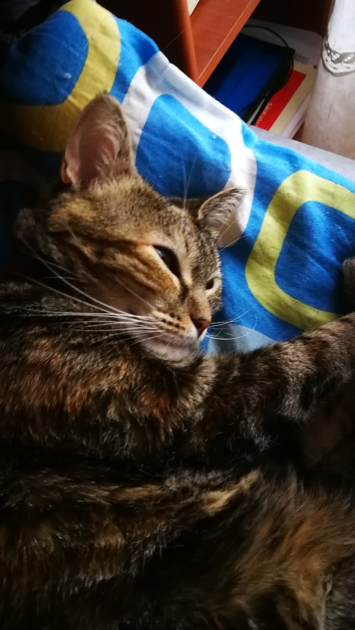 mi gatita durmiendo!!
