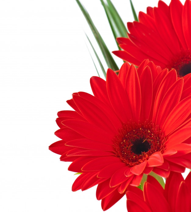 gerbera