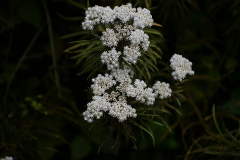 plant, botany háttérképek