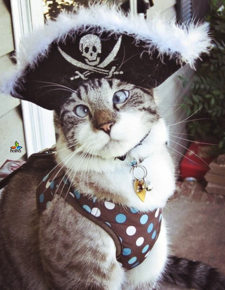 cate