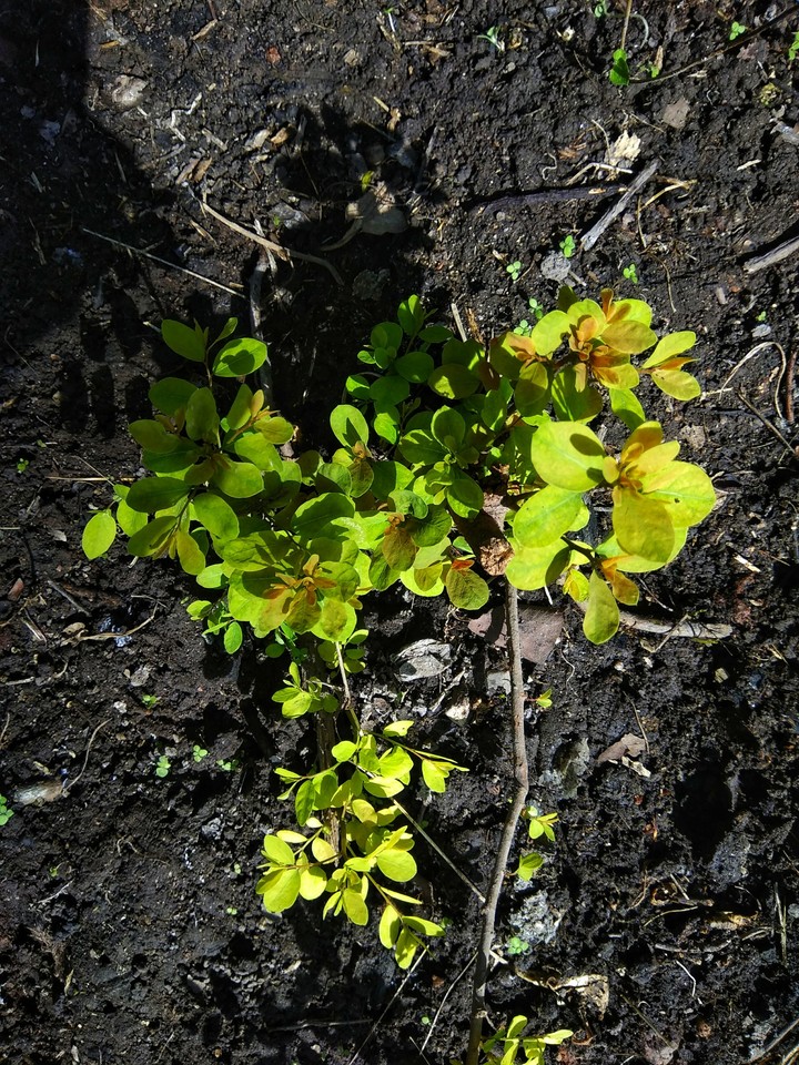 in my Yard