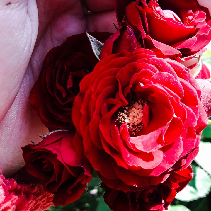 Rose