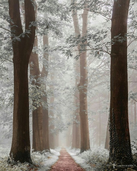 beauty jungle...