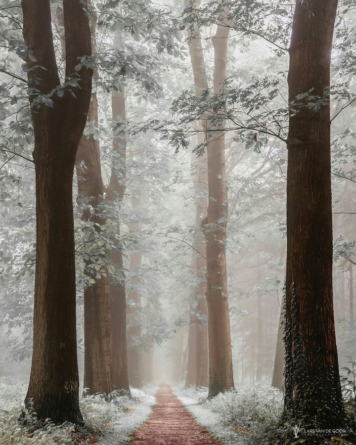 beauty jungle...