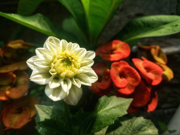 flores bellas 