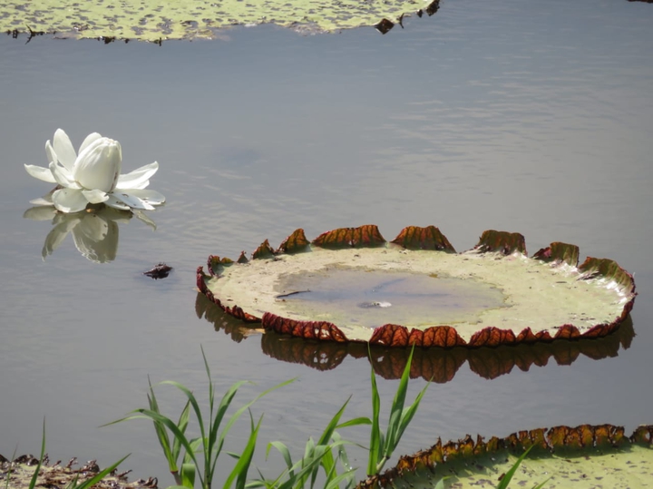 Río Amazonas Colombia