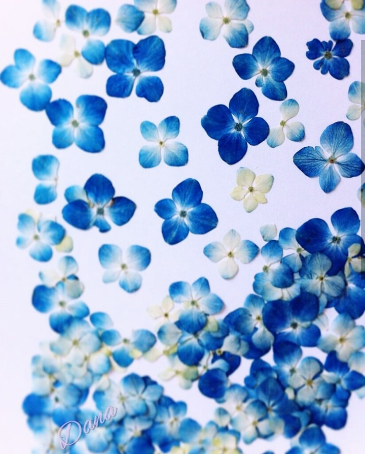 little blue blossom