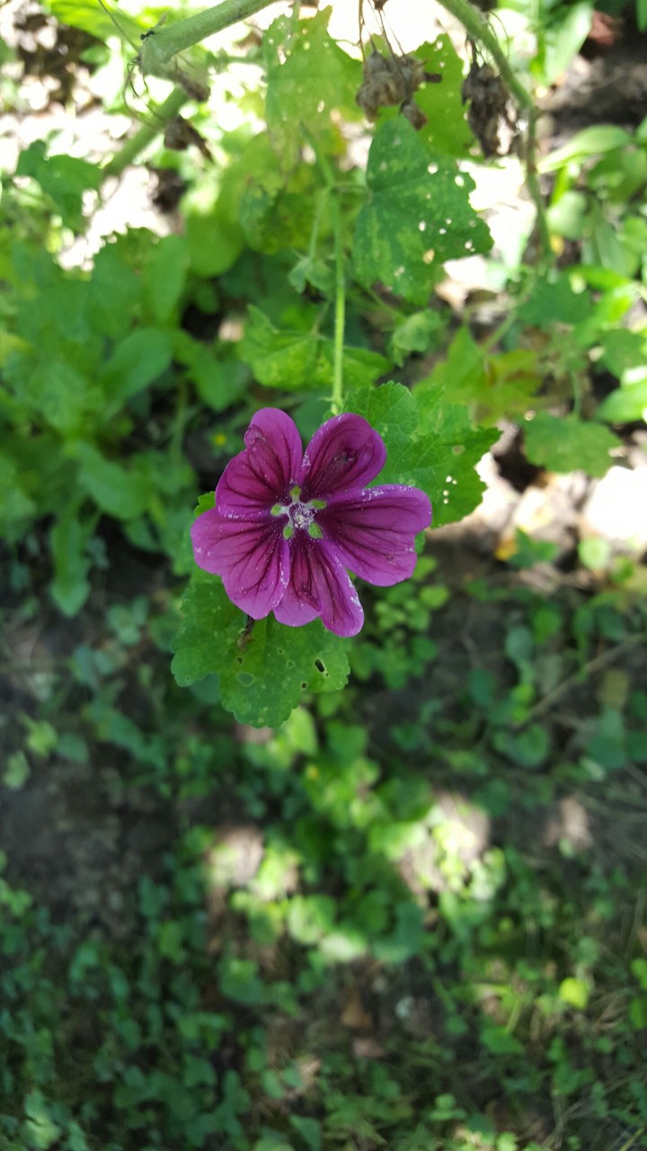 Malva sylvestris