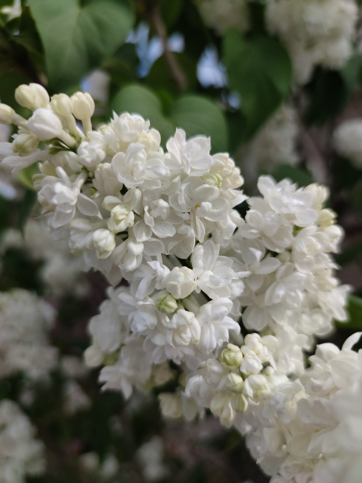 flowers