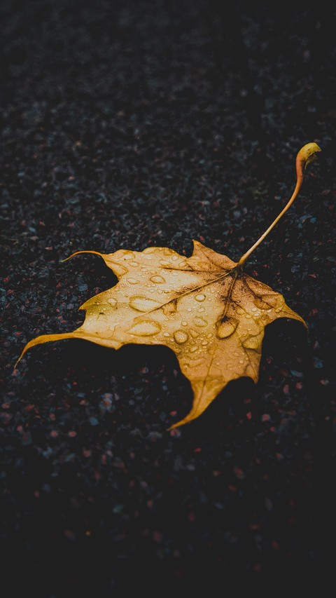 Autumn and rain