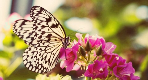 обои u., nectar