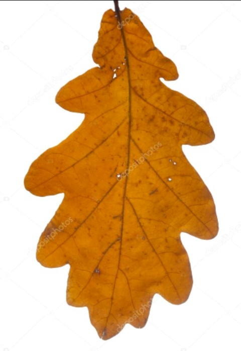 feuille de chêne