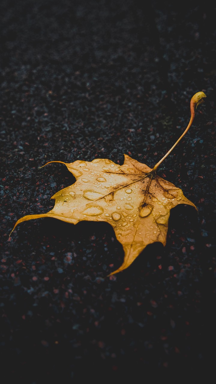 Autumn and rain