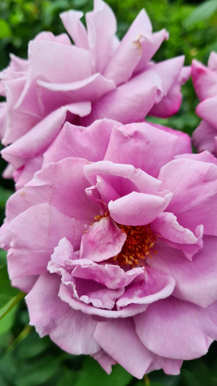 rose