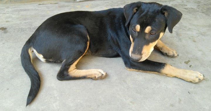 village home dog