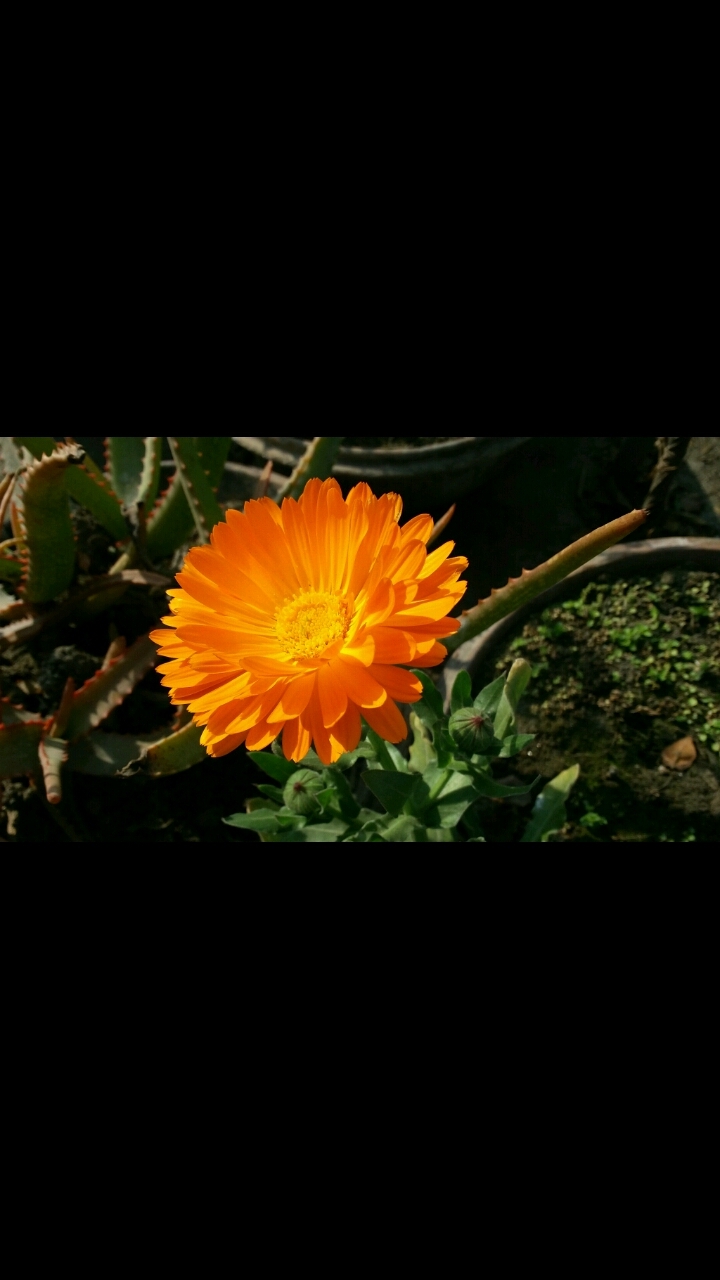BEAUTIFUL SUNFLOWER❤❤