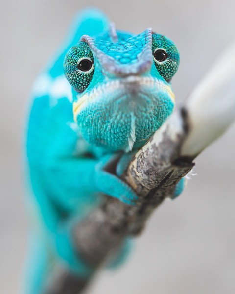 sfondi Art, amphibian
