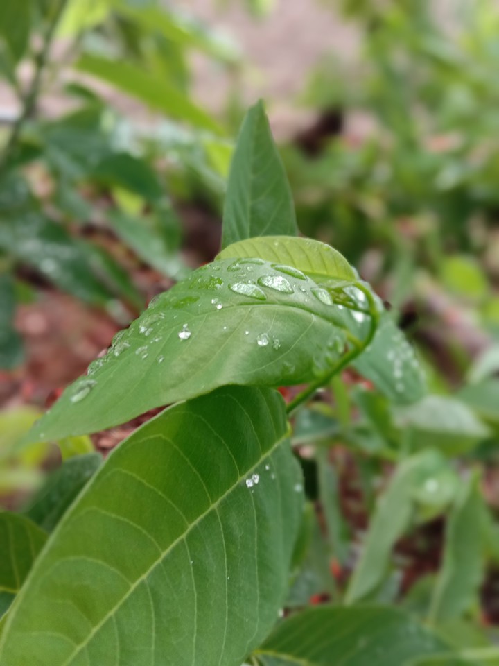 True joy of nature is when every drop of watershines like a
