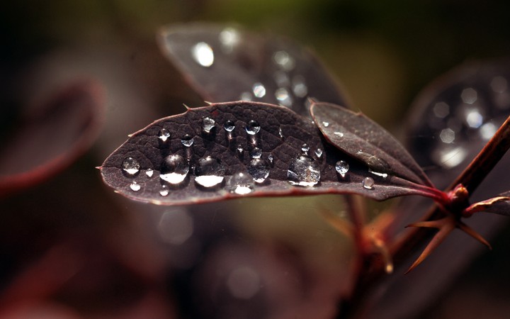 drop