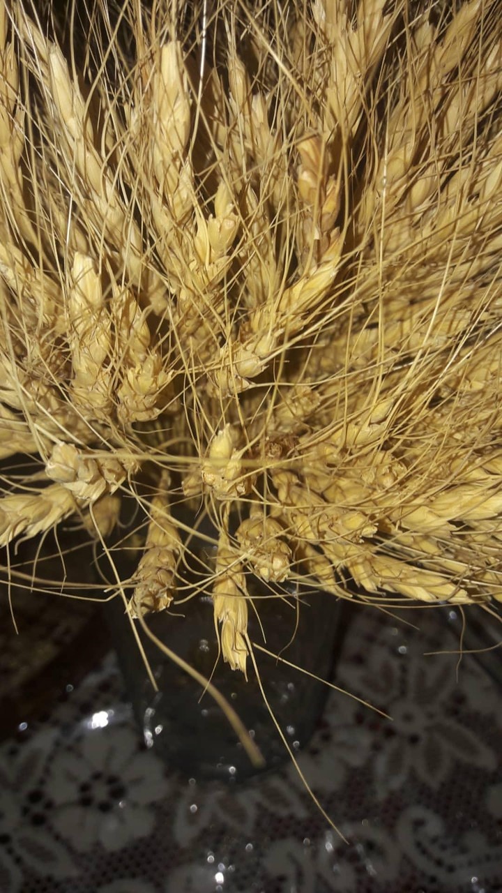 Stems of wheat