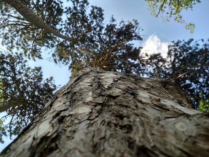 Pine / Cocна