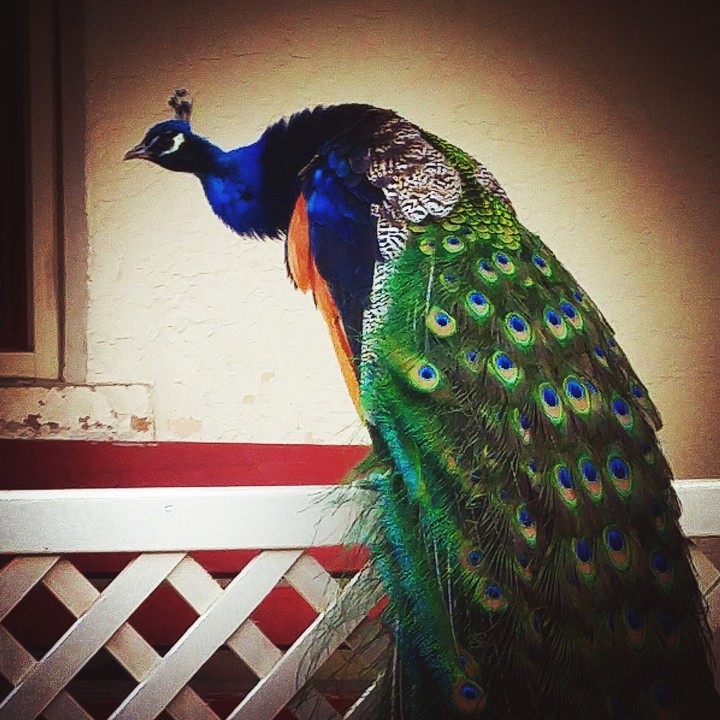 Pretty Peacock