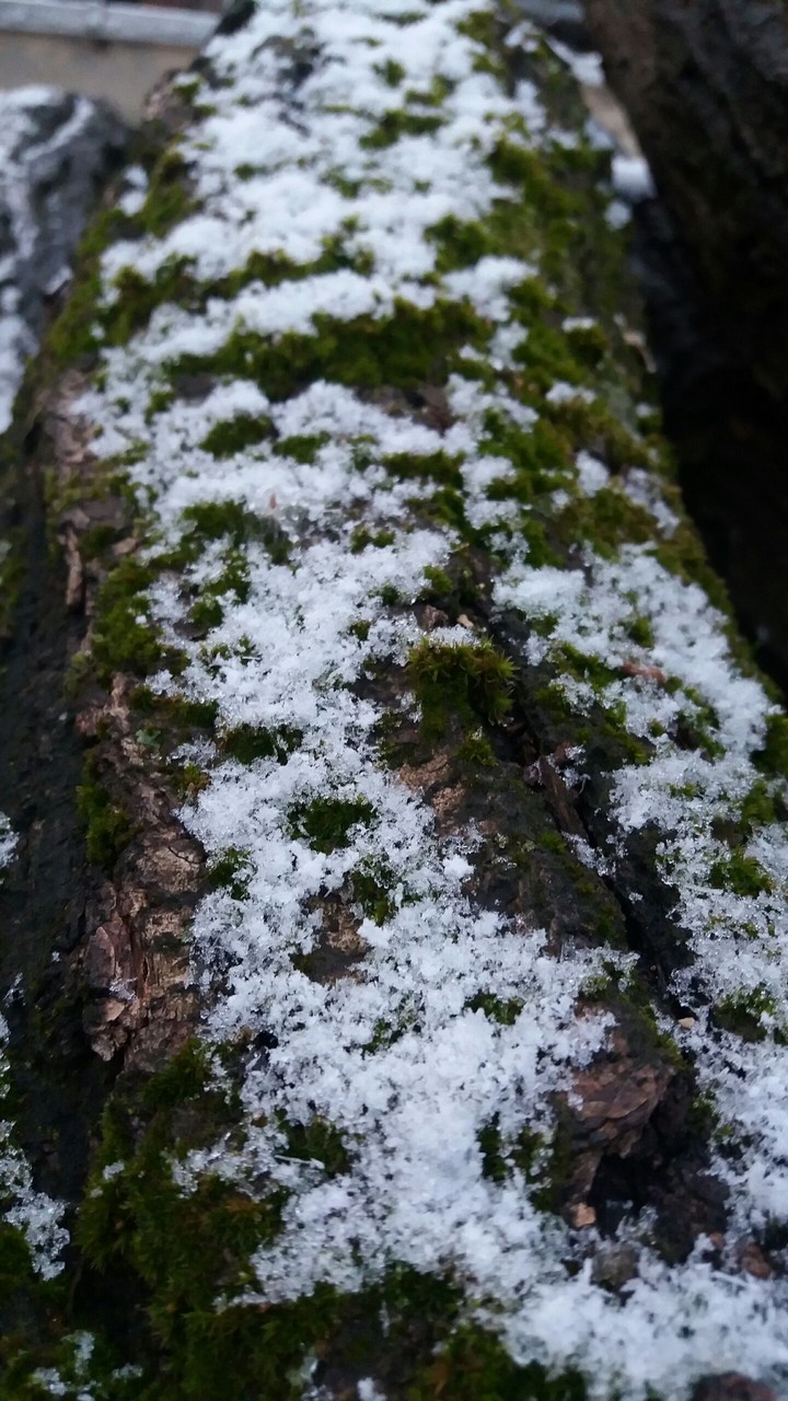 snow on a tree